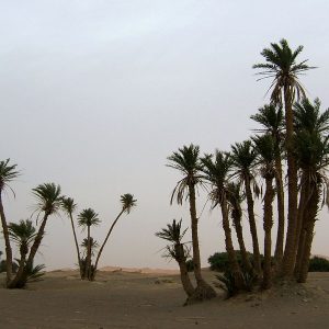 Azeite de Dendê 500ml